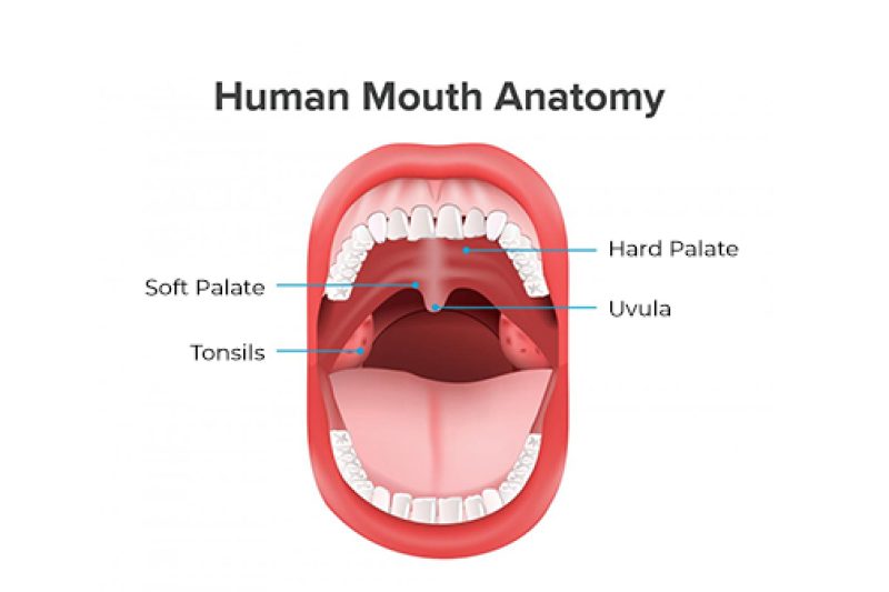 7-reasons-why-the-roof-of-my-mouth-hurt-when-i-eat