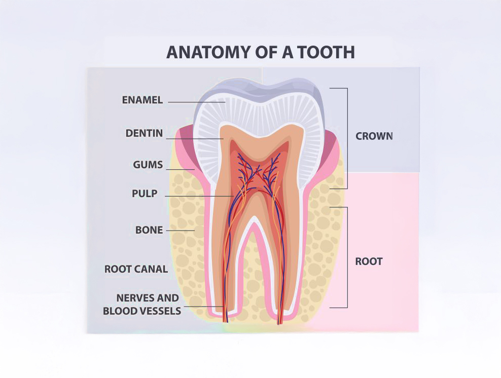 How Do Teeth Whitening Agents Work